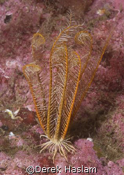 Celtic feather star. Outer Hebrides. D200, 60mm. by Derek Haslam 